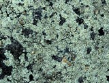 Lecanora polytropa image