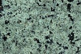 Lecanora polytropa image