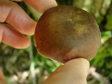Russula sororia image