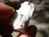 Russula sororia image
