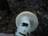 Russula flavisiccans image
