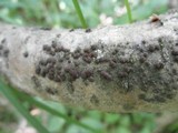 Hypoxylon fuscum image