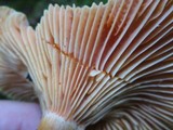 Lactarius thyinos image