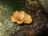 Paxillus involutus image