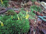 Clavulinopsis laeticolor image