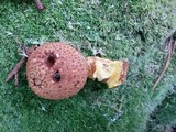 Pseudoboletus parasiticus image