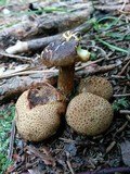 Pseudoboletus parasiticus image