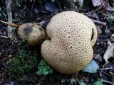 Pseudoboletus parasiticus image