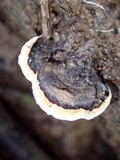 Earliella scabrosa image