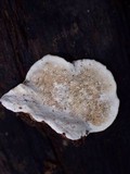 Earliella scabrosa image