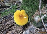 Pluteus leoninus image