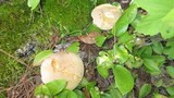 Boletus pallidus image