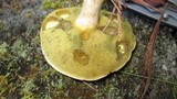 Boletus pallidus image