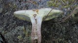 Boletus pallidus image