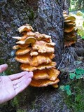 Laetiporus conifericola image
