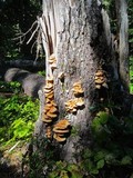 Laetiporus conifericola image