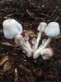 Leucoagaricus americanus image