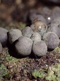 Phylacia poculiformis image