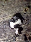 Phylacia poculiformis image