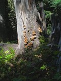 Laetiporus conifericola image