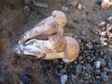 Armillaria solidipes image