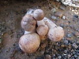 Armillaria solidipes image