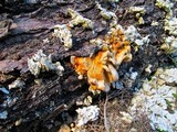 Laetiporus conifericola image