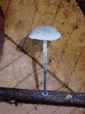 Tetrapyrgos nigripes image