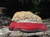 Hericium abietis image