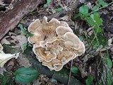 Meripilus sumstinei image