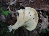 Meripilus sumstinei image