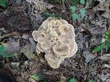 Meripilus sumstinei image