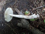 Amanita sect. Vaginatae image