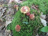 Boletus miniatopallescens image