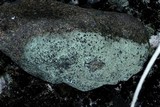 Lecanora polytropa image