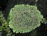 Phaeophyscia rubropulchra image