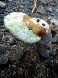 Ganoderma curtisii image