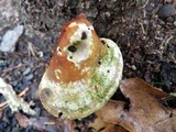 Ganoderma curtisii image