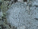 Pertusaria amara f. amara image