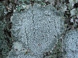 Pertusaria amara f. amara image
