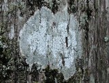 Pertusaria amara f. amara image