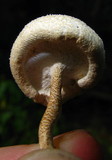 Lentinus tigrinus image