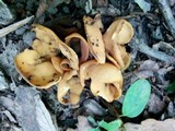 Otidea leporina image