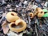 Otidea leporina image