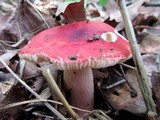 Russula tenuiceps image