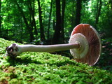 Agaricus leptocaulis image