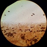 Parasola conopilea image