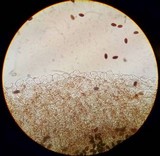 Parasola conopilea image