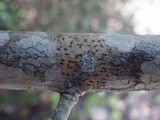 Arthopyrenia punctiformis image