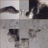 Arthopyrenia punctiformis image